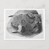 Carte Postale Bison d'Amérique (Devant)