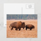 Carte Postale Bison d'Amérique (Bison bison) Vache et Veau (Devant / Derrière)
