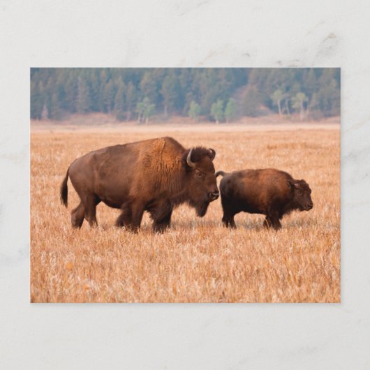 Carte Postale Bison d'Amérique (Bison bison) Vache et Veau (Devant)