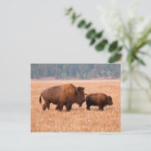 Carte Postale Bison d'Amérique (Bison bison) Vache et Veau (Debout devant)