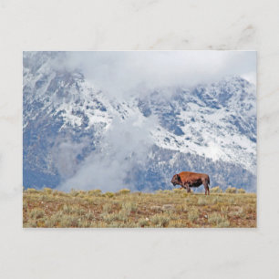 Carte Postale Bison d'Amérique haut dans les Tetons regardant le