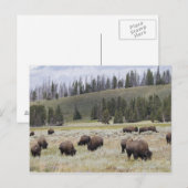 Carte Postale Bison dans la vallée Hayden de Yellowstone (Devant / Derrière)
