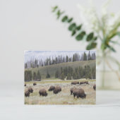 Carte Postale Bison dans la vallée Hayden de Yellowstone (Debout devant)
