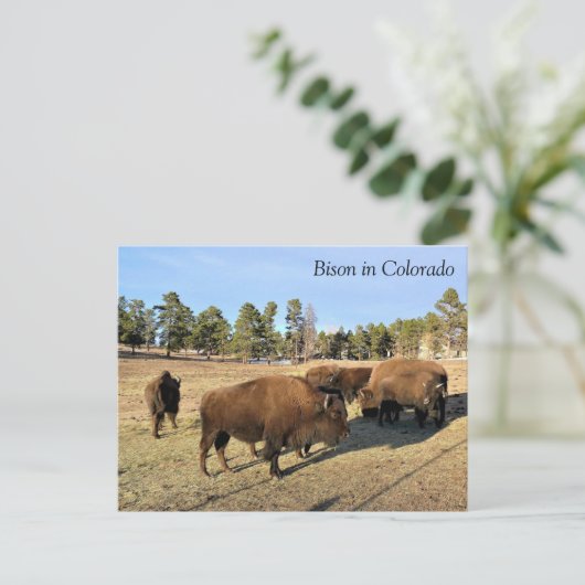 Carte Postale Bison dans le Colorado (Debout devant)