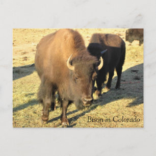 Carte Postale Bison dans le Colorado