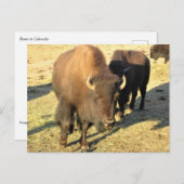 Carte Postale Bison dans le Colorado (Devant / Derrière)