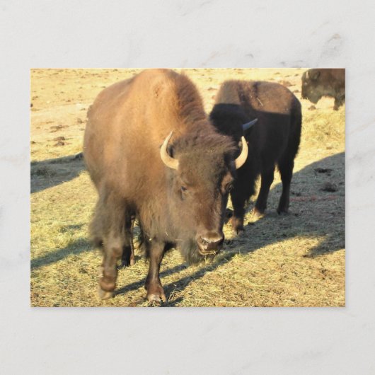Carte Postale Bison dans le Colorado (Devant)