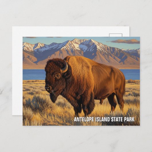 Carte Postale Bison dans le parc national d'Antelope Island dans (Devant / Derrière)