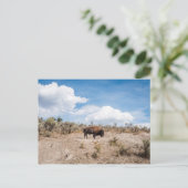 Carte Postale Bison dans le parc national de Yellowstone (Debout devant)