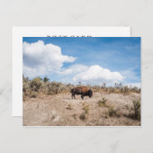 Carte Postale Bison dans le parc national de Yellowstone (Devant / Derrière)