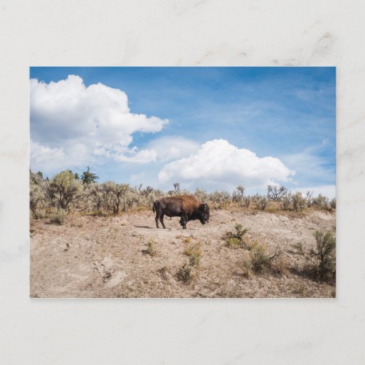 Carte Postale Bison dans le parc national de Yellowstone (Devant)