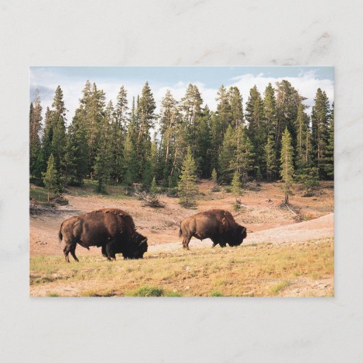 Carte Postale Bison dans le parc national de Yellowstone, Wyomin (Devant)