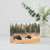 Carte Postale Bison dans le parc national de Yellowstone, Wyomin (Debout devant)