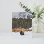 Carte Postale Bison dans le parc national Snowy Yellowstone Phot (Debout devant)