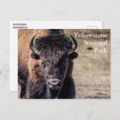 Carte Postale Bison dans le parc national Yellowstone (Devant / Derrière)