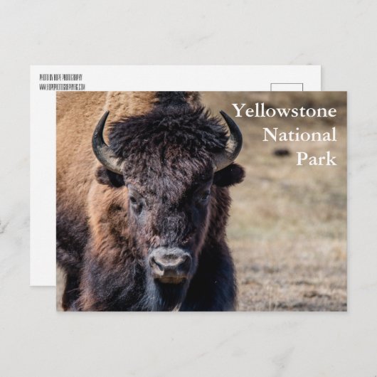 Carte Postale Bison dans le parc national Yellowstone (Devant / Derrière)