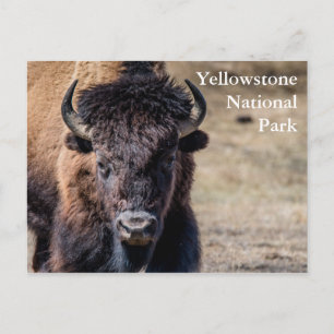 Carte Postale Bison dans le parc national Yellowstone