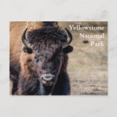 Carte Postale Bison dans le parc national Yellowstone (Devant)