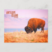 Carte Postale Bison d'Antelope Island (Devant)