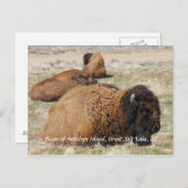 Carte Postale Bison d'Antelope Island (Devant / Derrière)