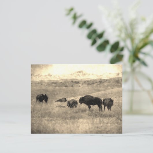 Carte Postale Bison de Badlands (Debout devant)