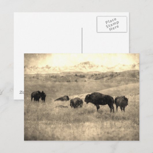 Carte Postale Bison de Badlands (Devant / Derrière)