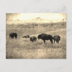 Carte Postale Bison de Badlands
