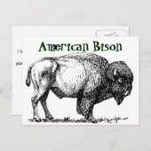 Carte Postale Bison de Buffalo américain (Devant / Derrière)