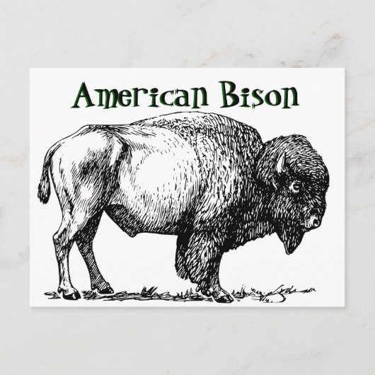 Carte Postale Bison de Buffalo américain (Devant)