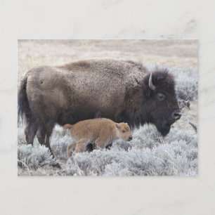 Carte Postale Bison de vache et de veau, Yellowstone