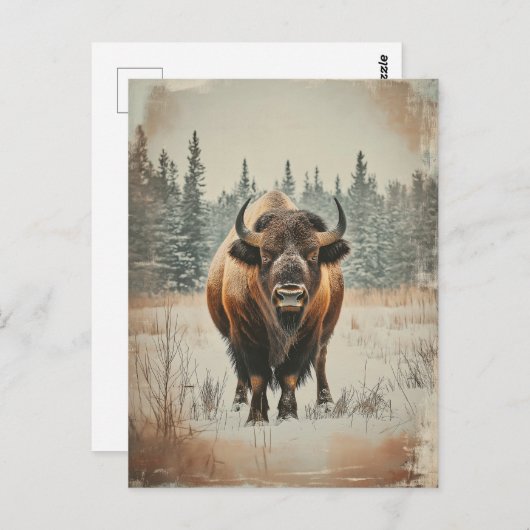Carte Postale Bison de Vintage (Devant / Derrière)