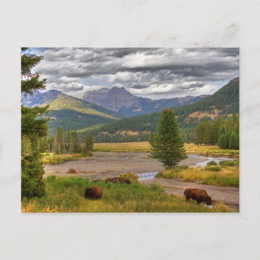 Carte Postale Bison de Yellowstone (Devant)
