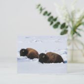 Carte Postale Bison de Yellowstone (Debout devant)