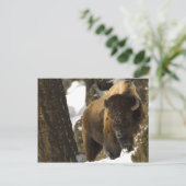 Carte Postale Bison de Yellowstone (Debout devant)