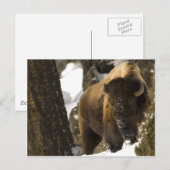 Carte Postale Bison de Yellowstone (Devant / Derrière)