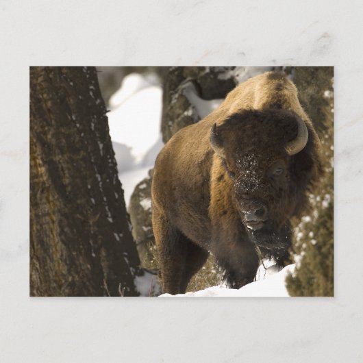 Carte Postale Bison de Yellowstone (Devant)