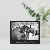 Carte Postale Bison de Yellowstone gelé (Debout devant)