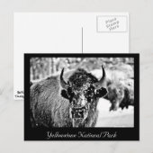 Carte Postale Bison de Yellowstone gelé (Devant / Derrière)