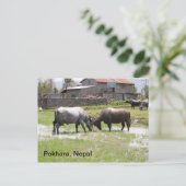 Carte Postale Bison d'eau jouant tête de bouton (Debout devant)
