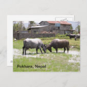 Carte Postale Bison d'eau jouant tête de bouton (Devant / Derrière)