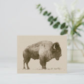 Carte Postale Bison des plaines (Debout devant)