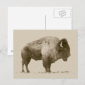 Carte Postale Bison des plaines (Devant / Derrière)