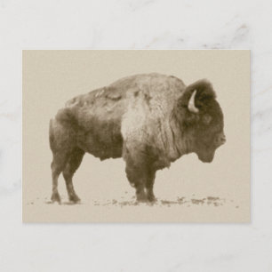 Carte Postale Bison des plaines