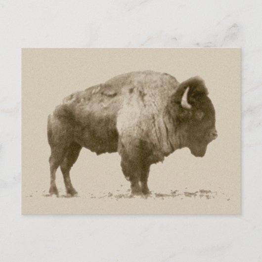 Carte Postale Bison des plaines (Devant)