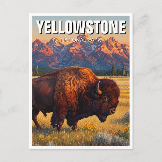 Carte Postale Bison du parc national de Yellowstone (Devant)