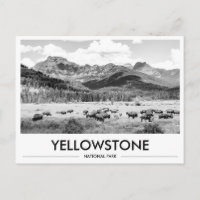 Bison du Parc national de Yellowstone Noir & Blanc