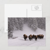 Carte Postale Bison en hiver (Devant / Derrière)
