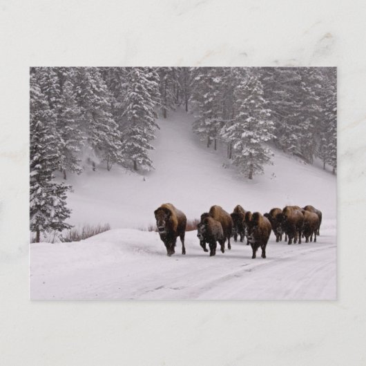Carte Postale Bison en hiver (Devant)