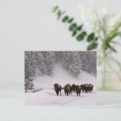 Carte Postale Bison en hiver (Debout devant)