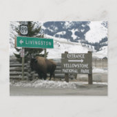 Carte Postale BIson, Entrée Yellowstone, Gardiner, MT (Devant)